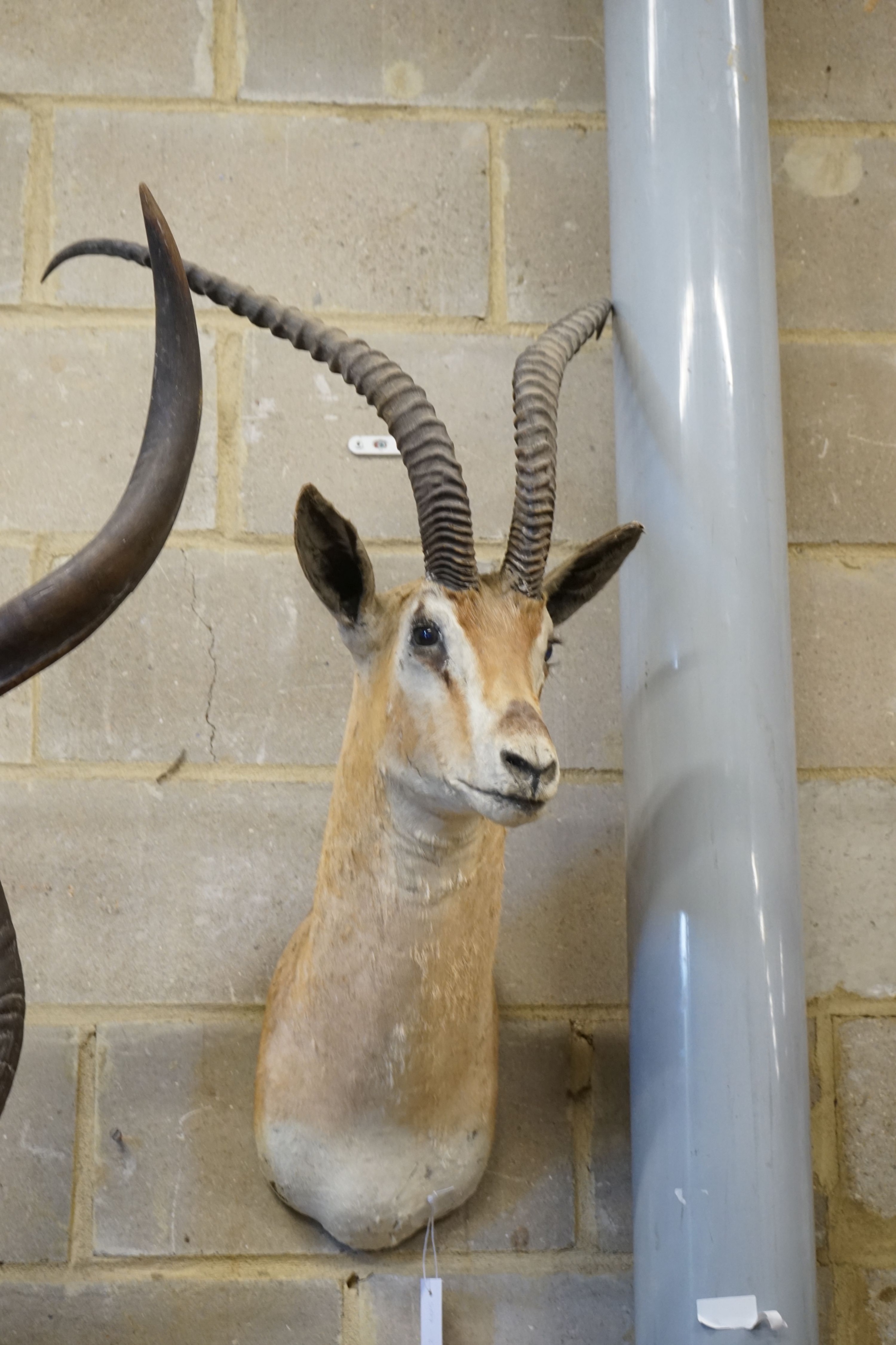 Taxidermy: A mounted gazelle mask, approximately 85 cm high